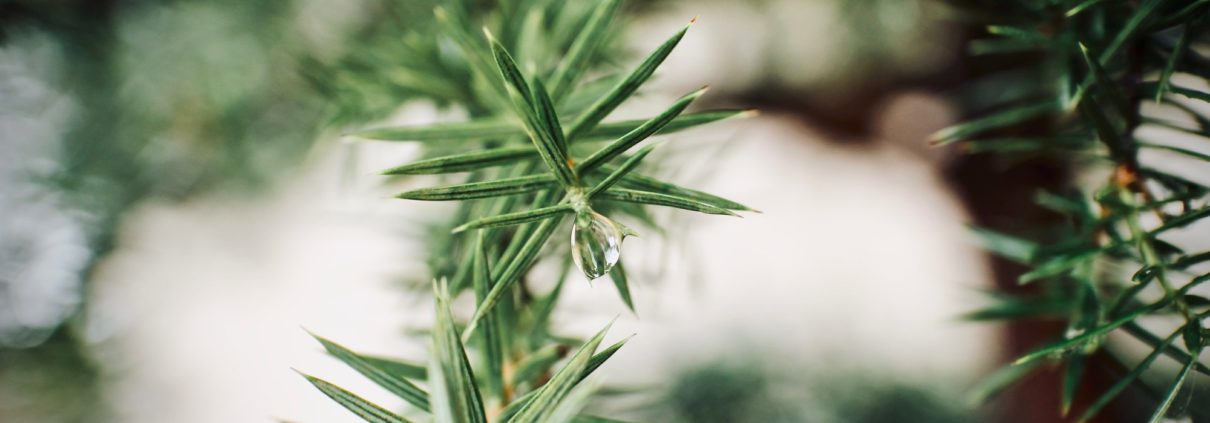 Cutting and Trimming Pine Trees: A Basic Guide - Green Pine Tree Service