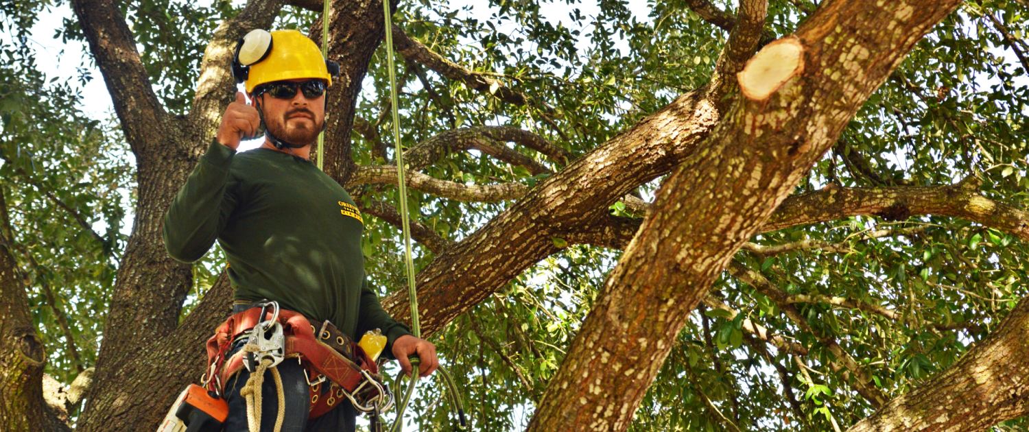 Tree Service Dallas Trimming and Removal Green Pine