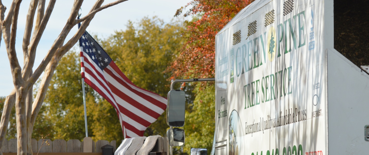 Tree Service Dallas Trimming and Removal Green Pine