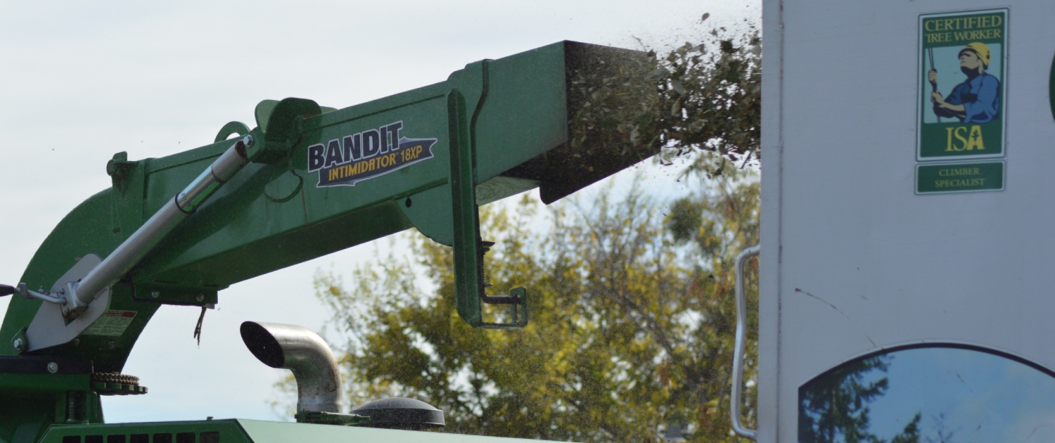 Tree Service Dallas | Trimming and Removal | Green Pine