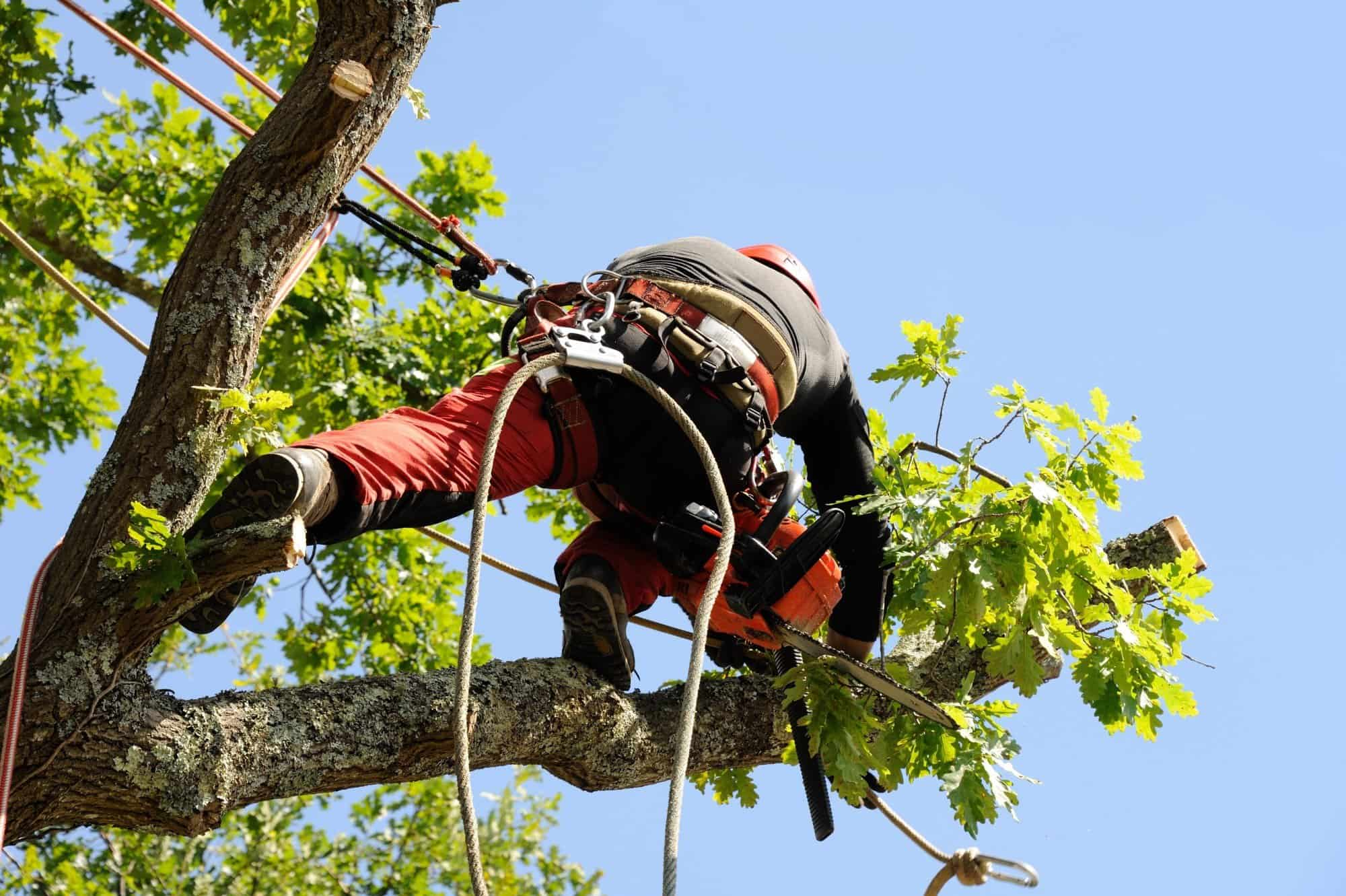 Tree cutters deals experts