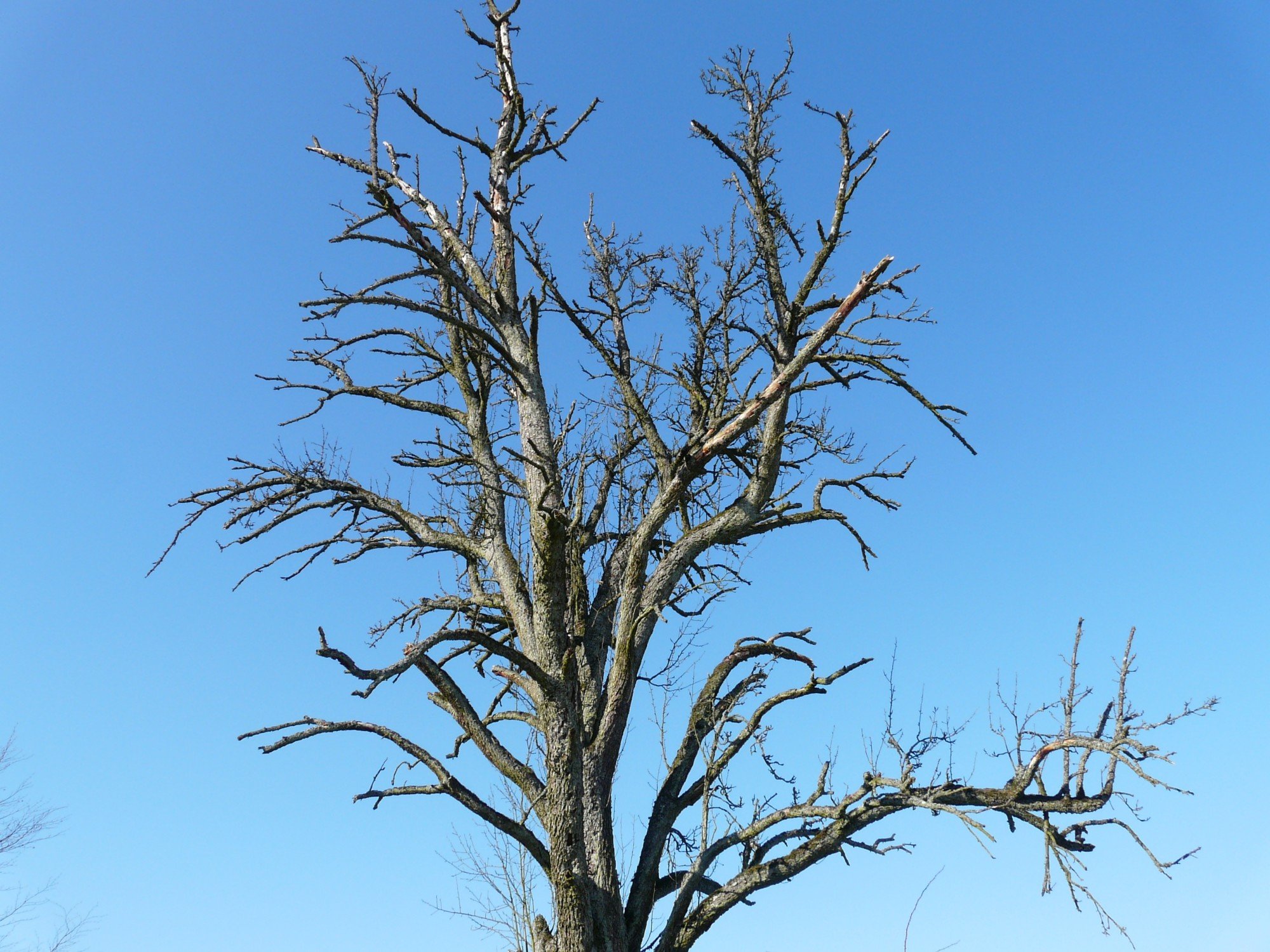 How to Save a Dying Tree in Your Yard - Green Pine Tree Service