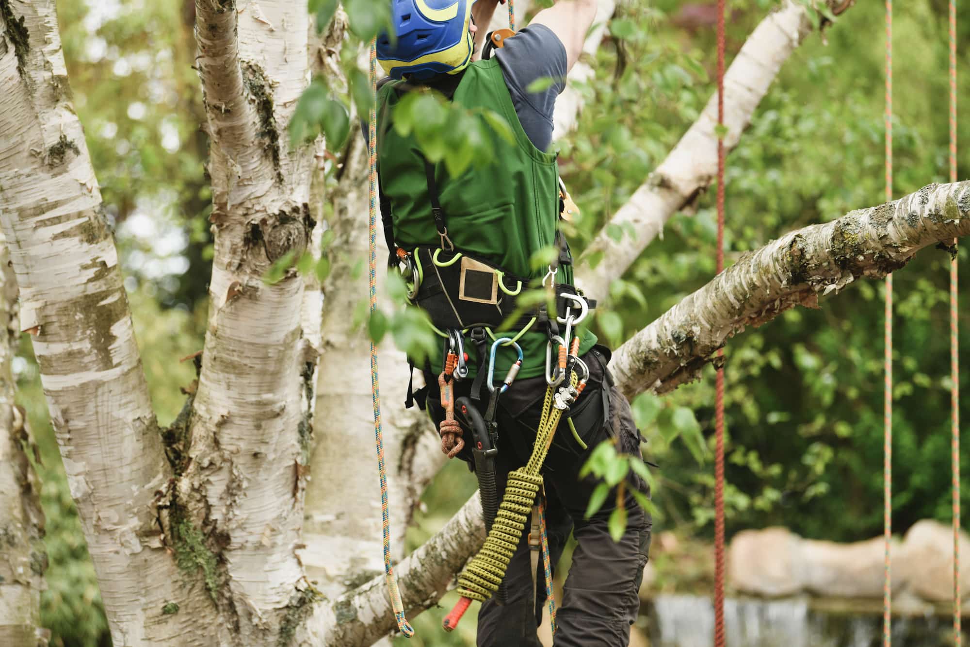 Safety Gear When Using Tree Trimming Equipment - Green Pine Tree Service