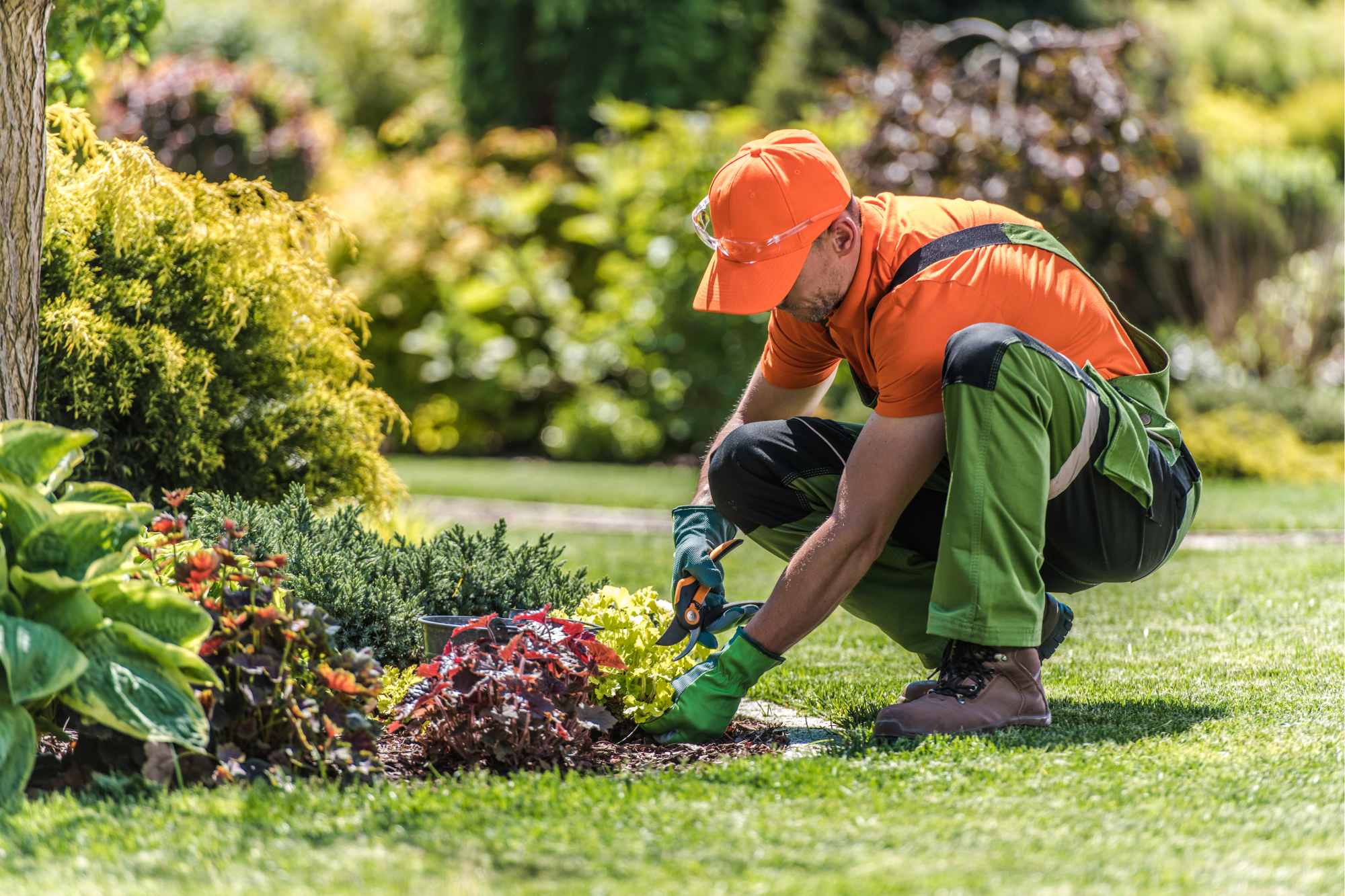 How to Care for Small Trees in Your Front Yard Green Pine Tree Service
